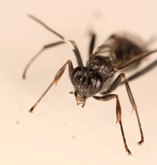 Nippocryptus vittatorius