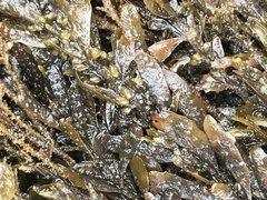 Sargassum podacanthum