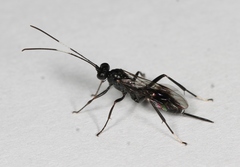 Nippocryptus vittatorius