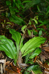 Calanthe arisanensis