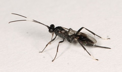 Nippocryptus vittatorius
