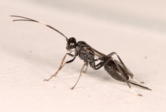 Nippocryptus vittatorius