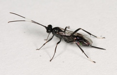 Nippocryptus vittatorius