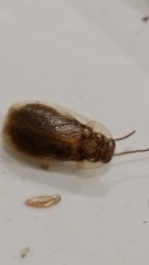 Parellipsidion latipenne