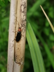 Silis ruficollis
