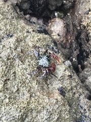 Metopograpsus frontalis