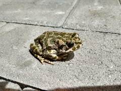 Bufotes viridis viridis