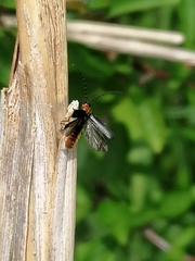 Silis ruficollis