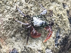Metopograpsus frontalis