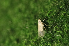 Pentastiridius