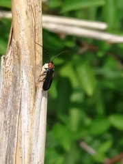 Silis ruficollis