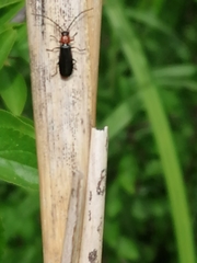 Silis ruficollis