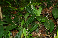 Calanthe aristulifera