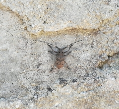 Mesosa curculionoides