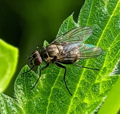 Limnophora triangula