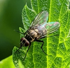 Limnophora triangula