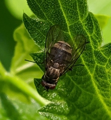 Limnophora triangula