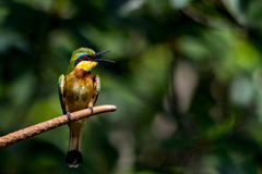 Merops pusillus