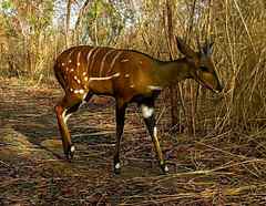 Tragelaphus scriptus