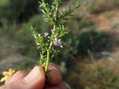 Muraltia rhamnoides