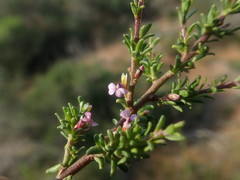 Muraltia rhamnoides