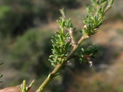 Muraltia rhamnoides