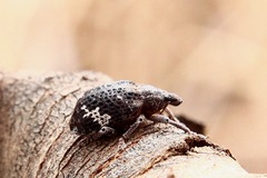 Oxyops fasciatus