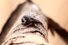 Oxyops fasciatus