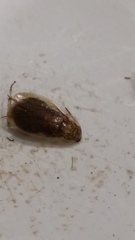 Parellipsidion latipenne