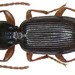 Longjaw Ground-Beetle - Photo (c) Udo Schmidt, some rights reserved (CC BY-SA)