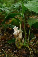Acanthophippium striatum