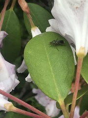 Poecilobothrus nobilitatus