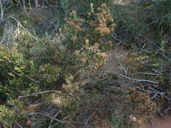 Stoebe rugulosa