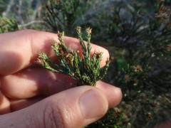 Stoebe rugulosa