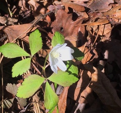 Anemonoides quinquefolia