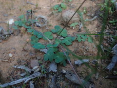 Oxalis dilatata