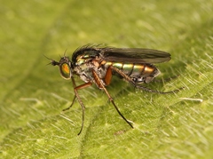 Dolichopus ungulatus