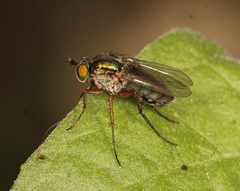 Dolichopus ungulatus