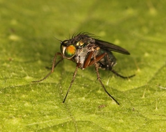 Dolichopus ungulatus