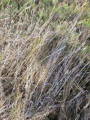 Agrostis exarata