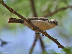 Anthreptes orientalis