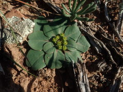 Euphorbia tuberosa