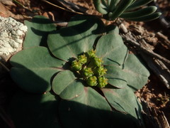 Euphorbia tuberosa