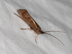 Limnephilus auricula