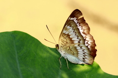 Euthalia monina