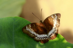 Euthalia monina