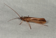 Limnephilus vittatus