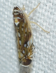 Osbornellus horvathi