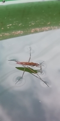 Gerris lacustris