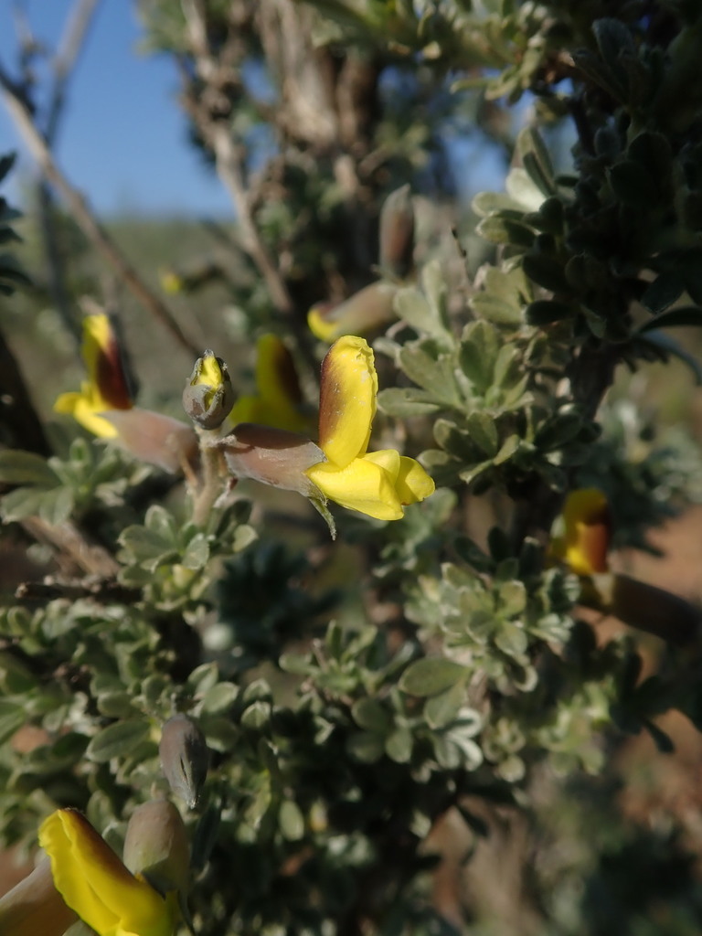 Ruens Pennypea